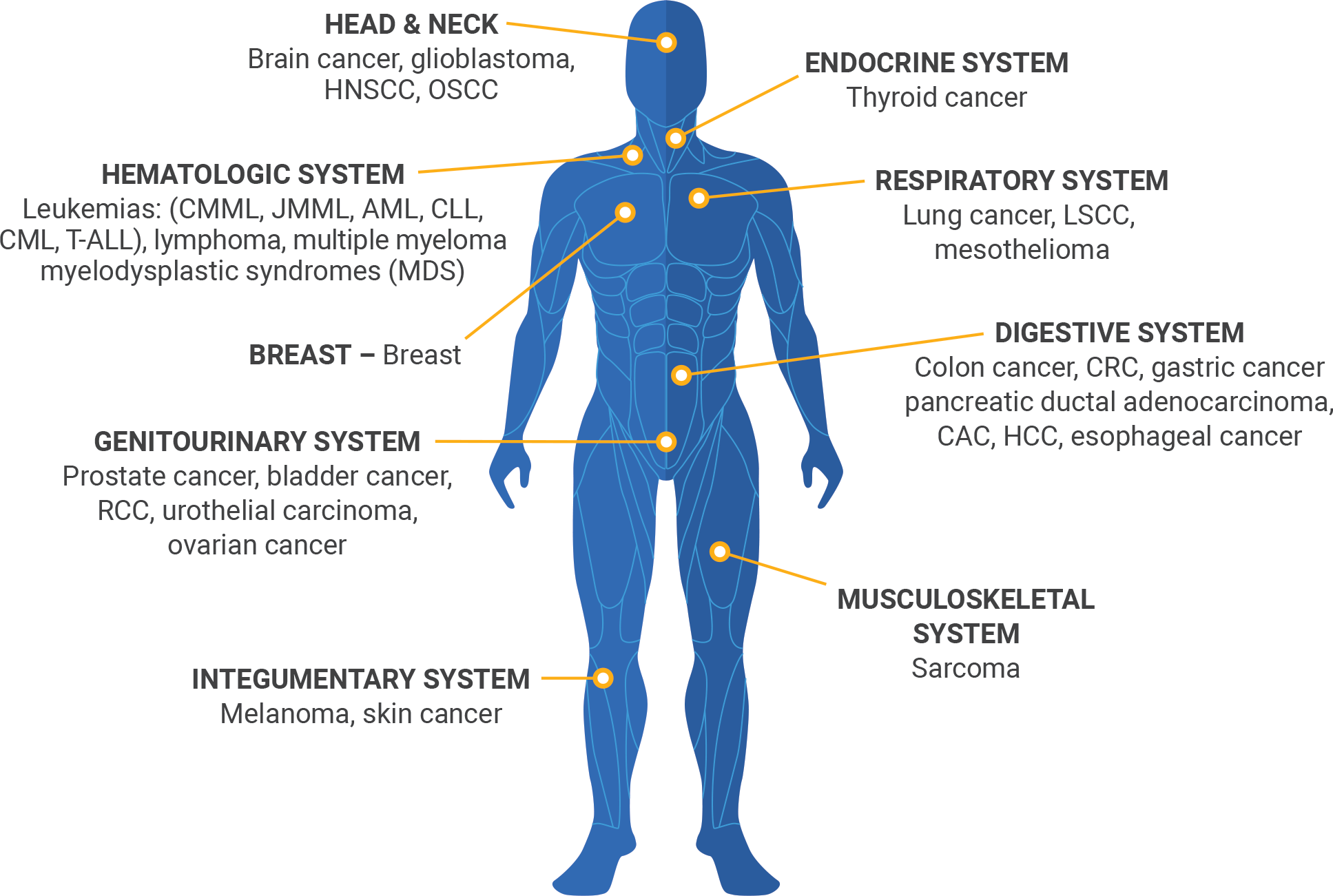 Chronic Inflammation Diagram on Human Body